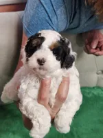 mia, a female Poodle - Miniature  for sale in Boaz, AL – 1 of 9
