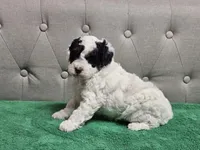 mia, a female Poodle - Miniature  for sale in Boaz, AL – 4 of 9