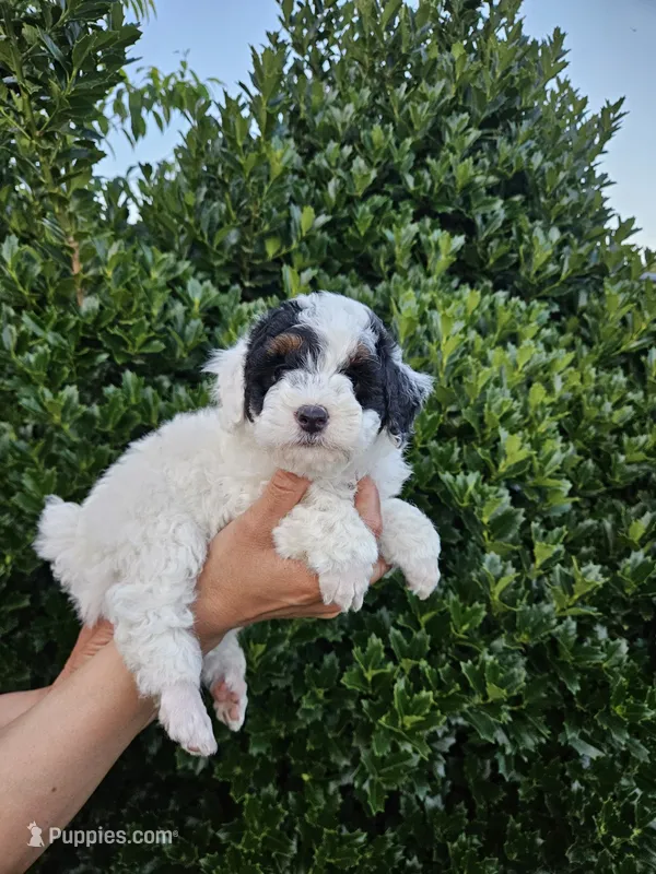 mia – Poodle - Miniature  puppy for sale in Boaz, AL