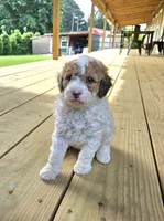niko, a male Poodle - Miniature  for sale in Boaz, AL – 2 of 9