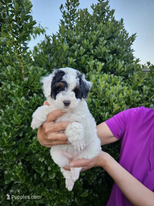mia – Poodle - Miniature  puppy for sale in Boaz, AL