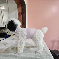 mia, a female Poodle - Miniature  for sale in Boaz, AL – 7 of 8