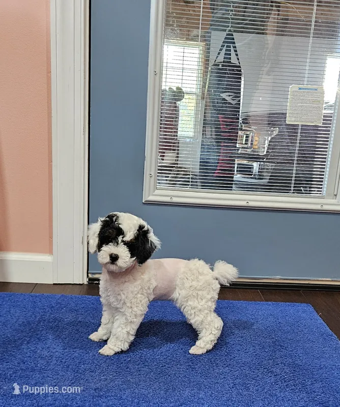 mia – Poodle - Miniature  puppy for sale in Boaz, AL