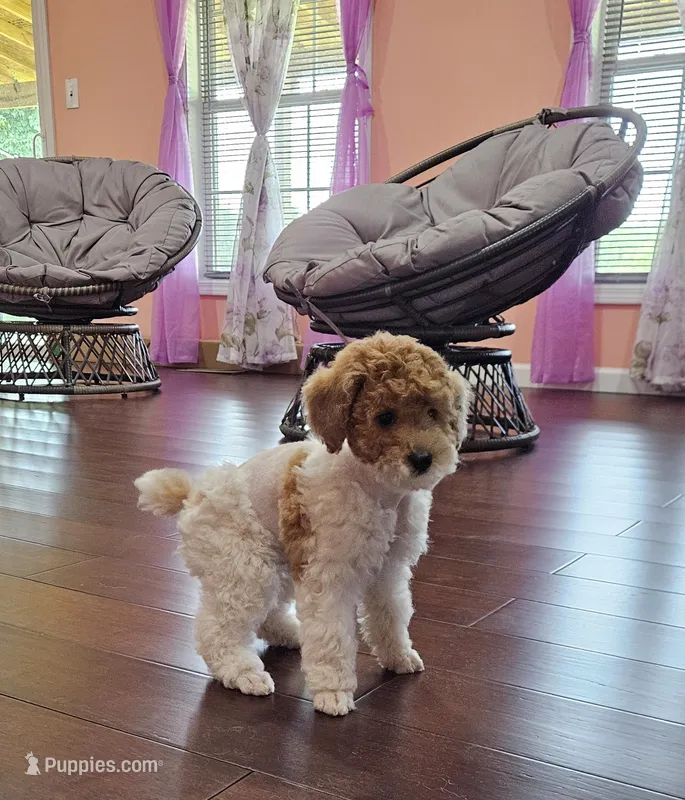 yumy – Poodle - Miniature  puppy for sale in Boaz, AL