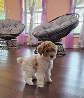 yumy, a female Poodle - Miniature  for sale in Boaz, AL – 4 of 6