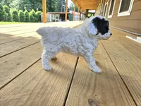 mia, a female Poodle - Miniature  for sale in Boaz, AL – 2 of 9