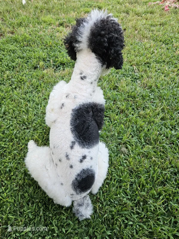 AKY – Poodle - Miniature  puppy for sale in Boaz, AL