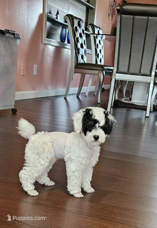 mia – Poodle - Miniature  puppy for sale in Boaz, AL