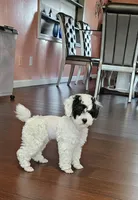 mia, a female Poodle - Miniature  for sale in Boaz, AL – 2 of 8