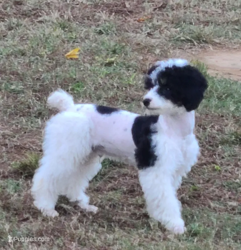 AKY – Poodle - Miniature  puppy for sale in Boaz, AL