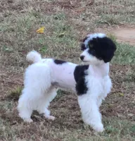 AKY, a male Poodle - Miniature  for sale in Boaz, AL – 5 of 5