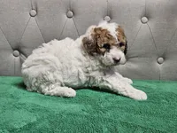 niko, a male Poodle - Miniature  for sale in Boaz, AL – 6 of 9