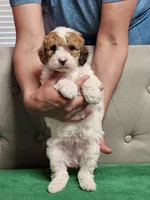 niko, a male Poodle - Miniature  for sale in Boaz, AL – 4 of 9