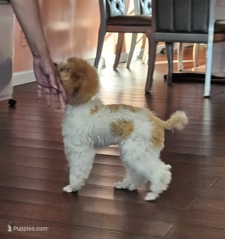 yumy – Poodle - Miniature  puppy for sale in Boaz, AL