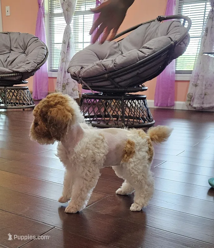yumy – Poodle - Miniature  puppy for sale in Boaz, AL