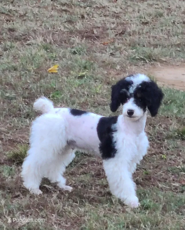 AKY – Poodle - Miniature  puppy for sale in Boaz, AL