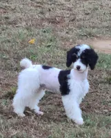 AKY, a male Poodle - Miniature  for sale in Boaz, AL – 1 of 5