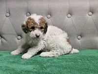 niko, a male Poodle - Miniature  for sale in Boaz, AL – 3 of 9