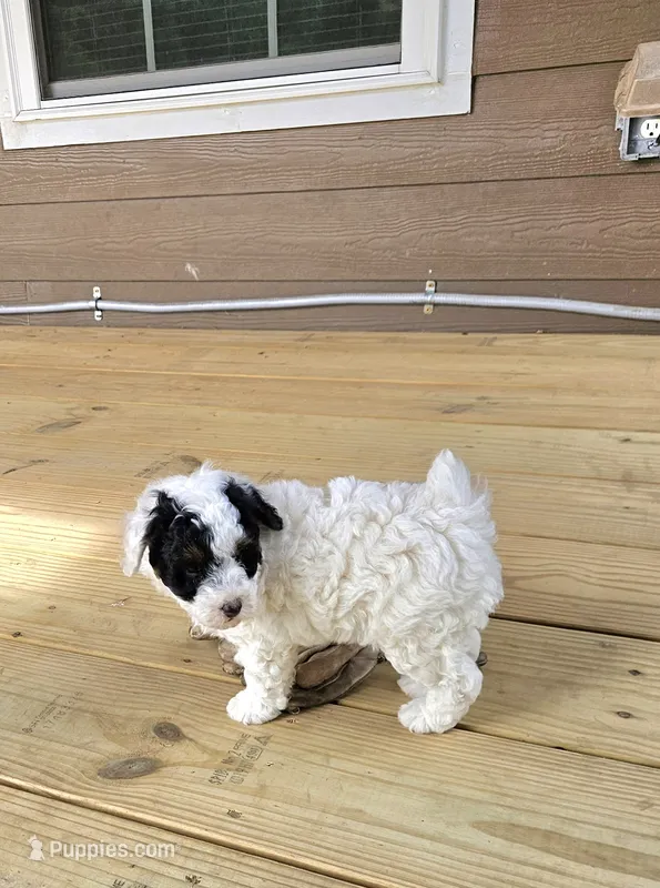 mia – Poodle - Miniature  puppy for sale in Boaz, AL