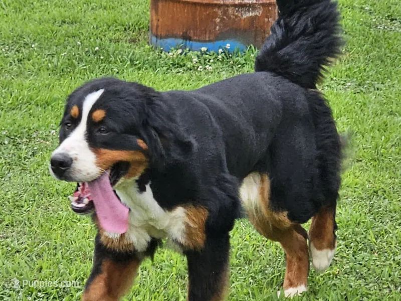 kuma – Bernese Mountain Dog puppy for sale in Boaz, AL
