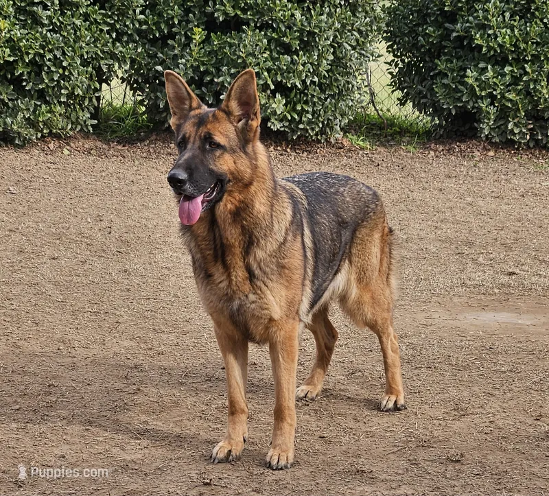 lina – German Shepherd Dog puppy for sale in Boaz, AL