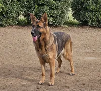 lina, a female German Shepherd Dog for sale in Boaz, AL – 2 of 2