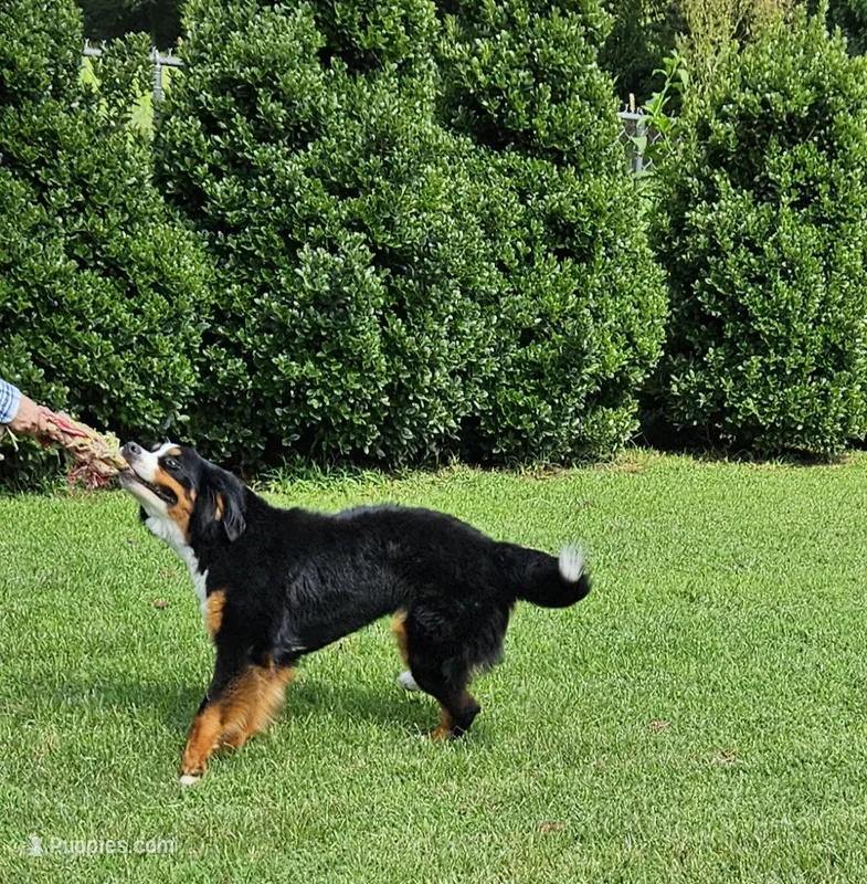 kuma – Bernese Mountain Dog puppy for sale in Boaz, AL