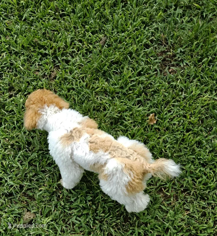 yumy – Poodle - Miniature  puppy for sale in Boaz, AL