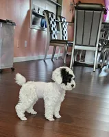mia, a female Poodle - Miniature  for sale in Boaz, AL – 4 of 8