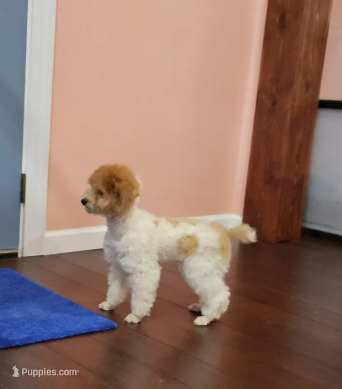 yumy – Poodle - Miniature  puppy for sale in Boaz, AL