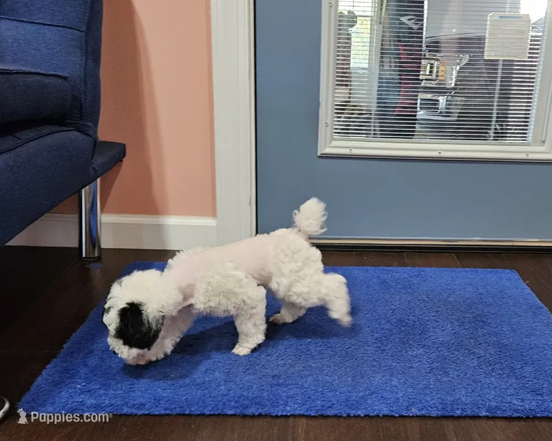 mia – Poodle - Miniature  puppy for sale in Boaz, AL