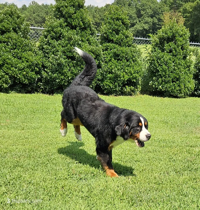 kuma – Bernese Mountain Dog puppy for sale in Boaz, AL