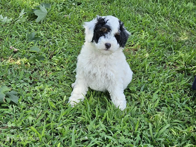 mia – Poodle - Miniature  puppy for sale in Boaz, AL
