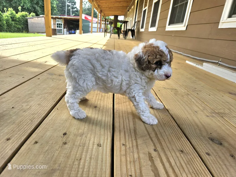 niko – Poodle - Miniature  puppy for sale in Boaz, AL