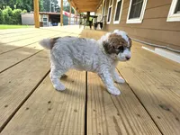 niko, a male Poodle - Miniature  for sale in Boaz, AL – 1 of 9
