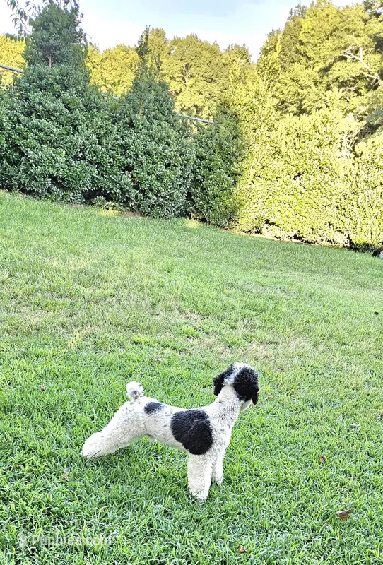 AKY – Poodle - Miniature  puppy for sale in Boaz, AL