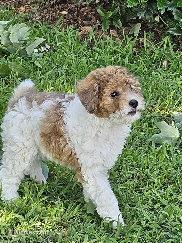 yumy – Poodle - Miniature  puppy for sale in Boaz, AL