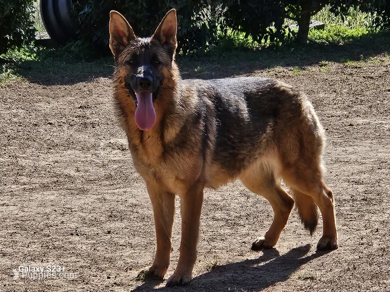lina – German Shepherd Dog puppy for sale in Boaz, AL