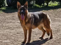 lina, a female German Shepherd Dog for sale in Boaz, AL – 1 of 2