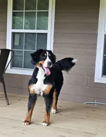 kuma, a male Bernese Mountain Dog for sale in Boaz, AL – 4 of 4