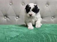 mia, a female Poodle - Miniature  for sale in Boaz, AL – 5 of 9