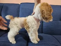 yumy, a female Poodle - Miniature  for sale in Boaz, AL – 3 of 6