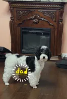 mia, a female Poodle - Miniature  for sale in Boaz, AL – 8 of 9