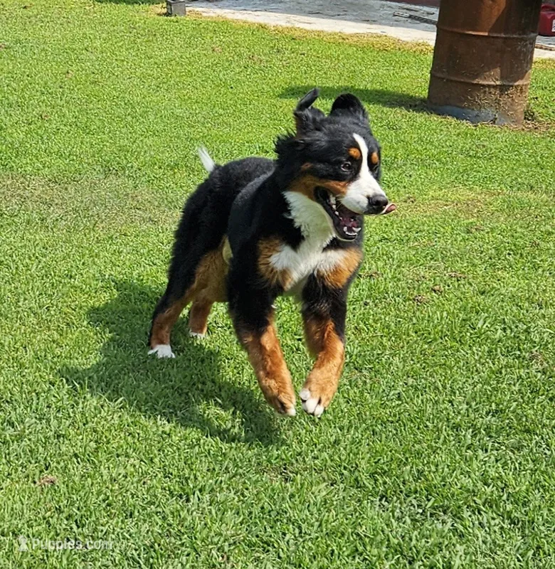 kuma – Bernese Mountain Dog puppy for sale in Boaz, AL