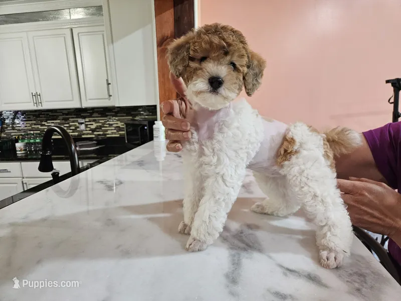 yumy – Poodle - Miniature  puppy for sale in Boaz, AL