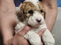niko, a male Poodle - Miniature  for sale in Boaz, AL – 5 of 9