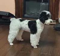 AKY, a male Poodle - Miniature  for sale in Boaz, AL – 2 of 5