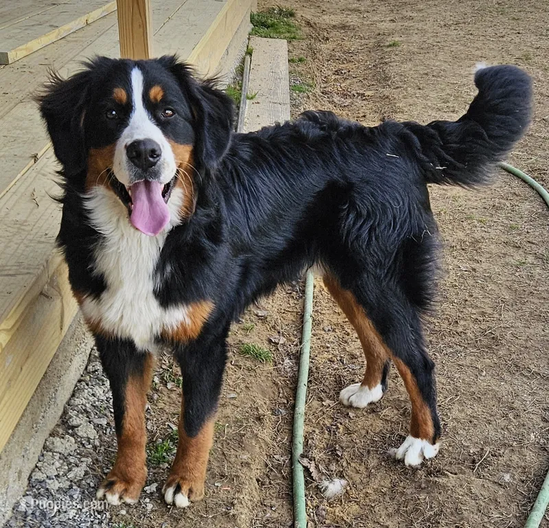 kuma – Bernese Mountain Dog puppy for sale in Boaz, AL