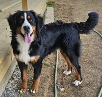 kuma, a male Bernese Mountain Dog for sale in Boaz, AL – 3 of 4