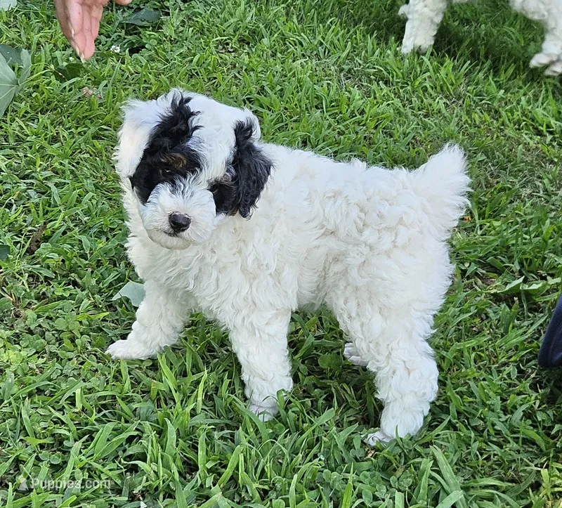 mia – Poodle - Miniature  puppy for sale in Boaz, AL